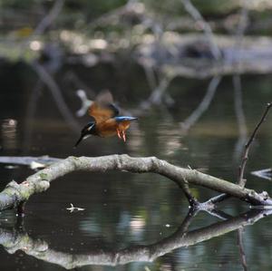 Eisvogel