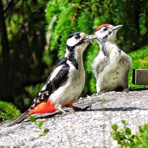 Great Spotted Woodpecker