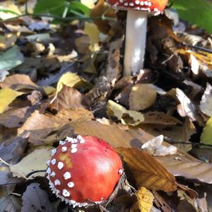 Fly Agaric