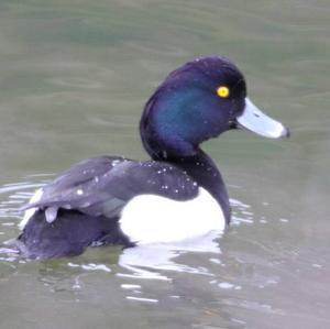 Tufted Duck