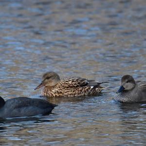 Gadwall