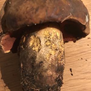 Dotted-stem Bolete