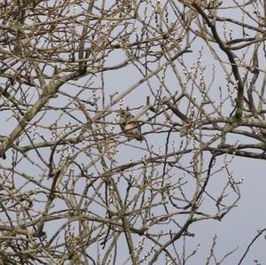 Fieldfare