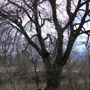 Pedunculate Oak