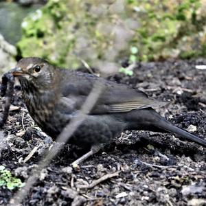 Eurasian Blackbird