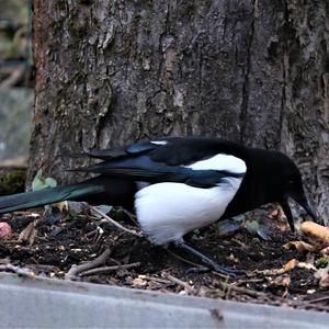 Black-billed Magpie