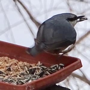 Wood Nuthatch