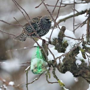 Common Starling