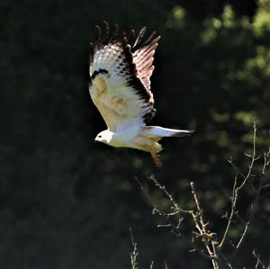 Mäusebussard