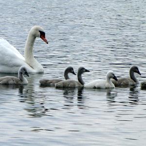 Höckerschwan