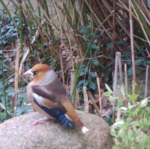 Hawfinch