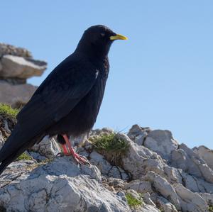 Yellow-billed Chough