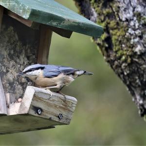 Wood Nuthatch