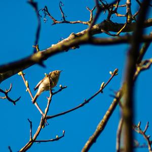 Common Chiffchaff