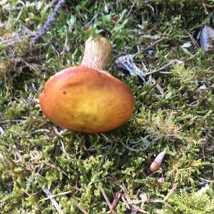 Larch Suillus