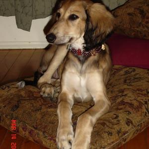 Saluki