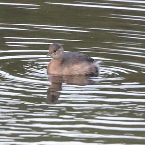 Little Grebe