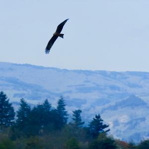 Black Kite