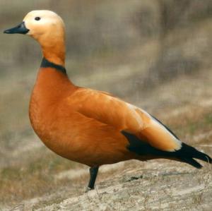 Ruddy Shelduck