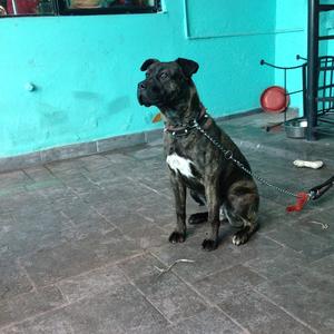 Dogo Canario