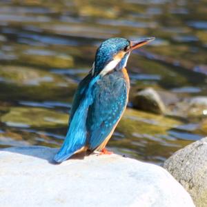 Common Kingfisher