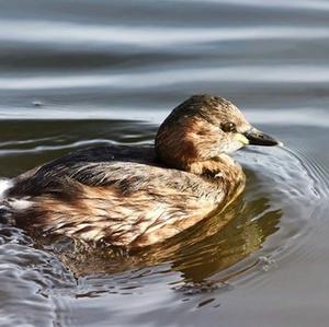 Little Grebe