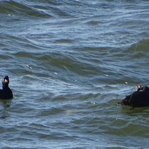 Common Scoter