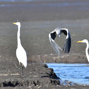 Grey Heron