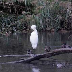 Great Egret