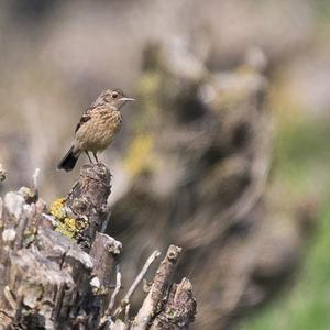 European stonechat