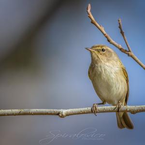 Common Chiffchaff