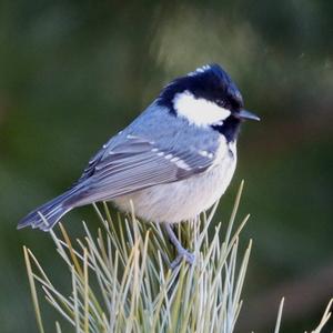 Coal Tit