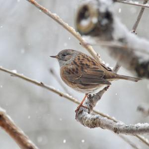 Hedge Accentor