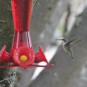 Ruby-throated Hummingbird