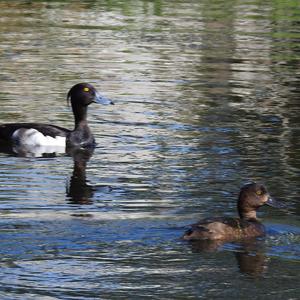 Tufted Duck