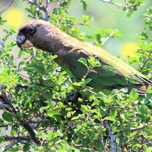 Brown-headed Parrot