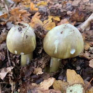 Death Cap