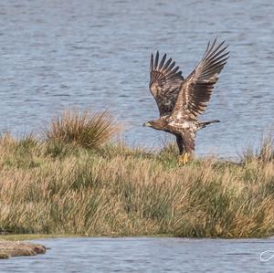 White-tailed Eagle