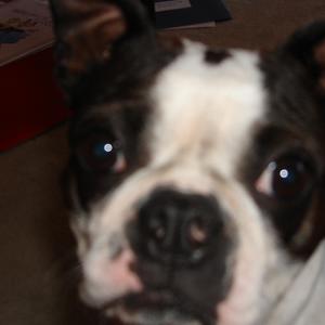 Boston Terrier