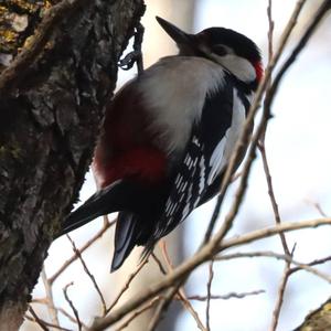 Great Spotted Woodpecker