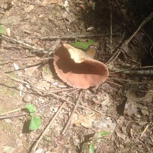 Tawny Funnel-cap