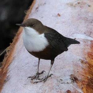 White-throated Dipper