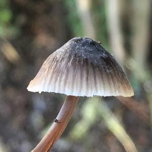 Non-inky Coprinus