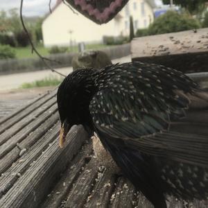 Common Starling