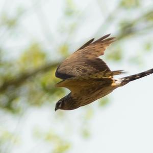 Montagu's Harrier