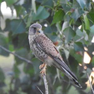 Common Kestrel