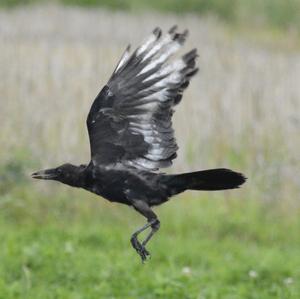 Carrion Crow