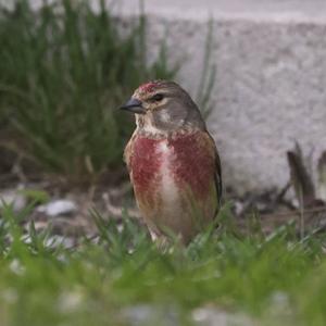 Eurasian Linnet