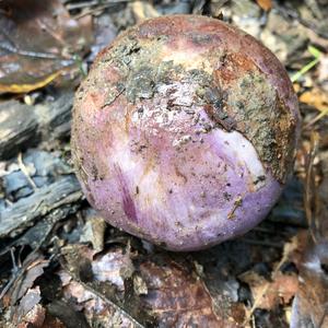 Wood Blewit