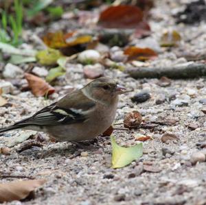 Eurasian Chaffinch